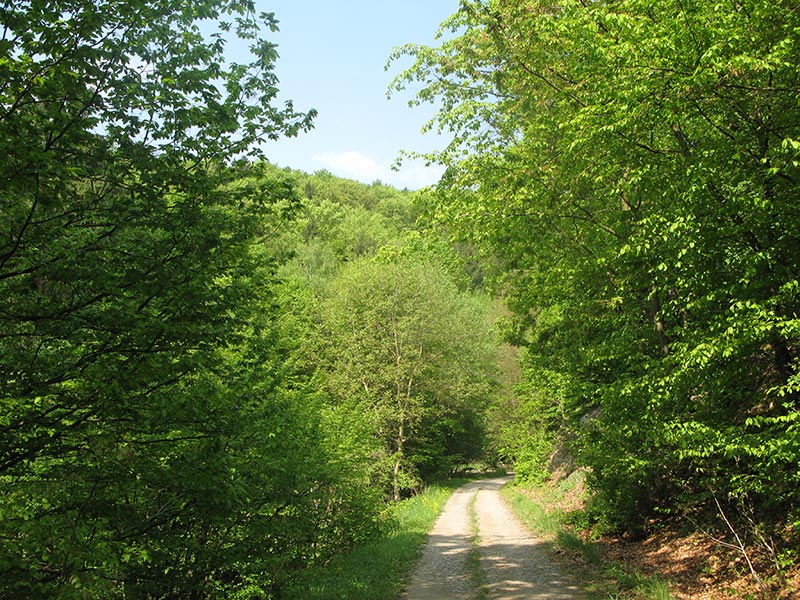 buschandlwand